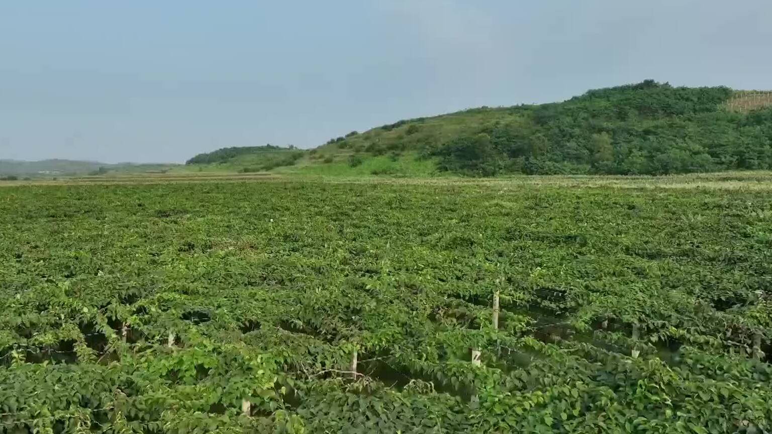 【金秋好“丰”景】烟台海阳：软枣猕猴桃喜迎丰收季